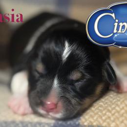Anastasia - White and black female Pembroke Welsh Corgi puppy in Valley, Washington from Corgis of the Mountain Valley