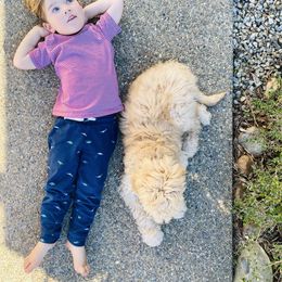 Goldendoodle Puppies from Marvel Doodles