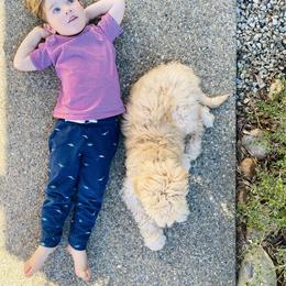 Goldendoodle Puppies from Marvel Doodles