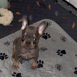 Boy 1 - Blue male French Bulldog puppy in Alexandria, Virginia from Boss Lady Kennel