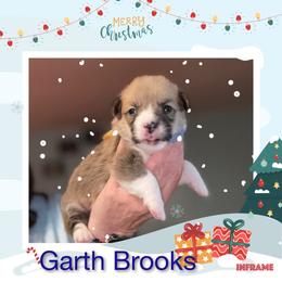 Boy 2 - White and red male Pembroke Welsh Corgi puppy in Athens, Alabama from Southern Sass Corgis