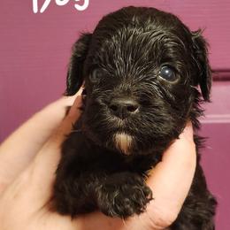 Cider - Black male Cavapoo puppy in Mooresville, North Carolina from Adelaide Cottage