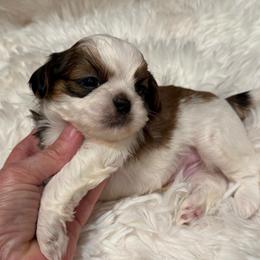 AKC - Beans Champion Bloodline - Gold and white male Shih Tzu puppy in Long Beach, California from Prieto Shih-Tzu's