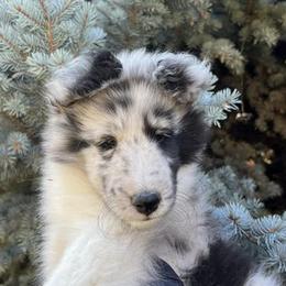 Shetland Sheepdog Puppies from Shirehill Shelties