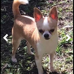 Keto - Chihuahua