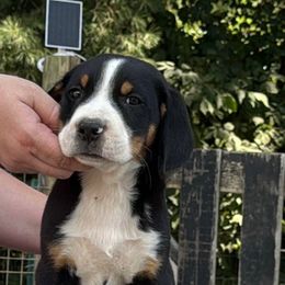 Boy 4 - Black, white and red male Greater Swiss Mountain Dog puppy in Knoxville, Maryland from Dahlgren Swissys