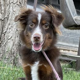 Spud - Miniature Australian Shepherd