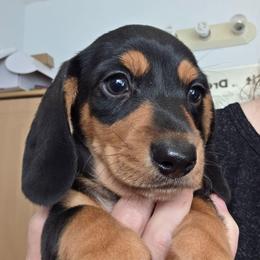 Molly's black and tan smooth boy - Black and tan male Dachshund puppy in Declo, Idaho from Dozendachs