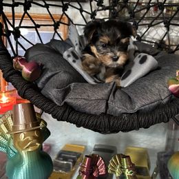 Gray collar male - Black and tan male Yorkshire Terrier puppy in Cocoa, Florida from SummerTime AKC Yorkies