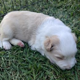 Gold and white female - Gold female Border Collie puppy in Alabama from Manor Farms Border Collies