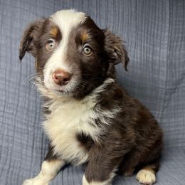 Girl 2 - Red tri female Miniature Australian Shepherd puppy in Alabama from SBA Aussies
