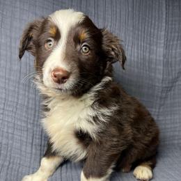 Girl 2 - Red tri female Miniature Australian Shepherd puppy in Alabama from SBA Aussies
