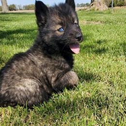 Siberian Husky Puppies from Blue Moon Siberian Husky Haven