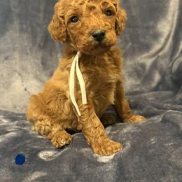 Boy 1 mint green collar - male Goldendoodle puppy in Wesson, Mississippi from Southern Country Doodles