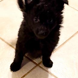 Fig Newton - Black male Mudi puppy in Benson, Arizona from Twisted Acres Border Collies and Mudi