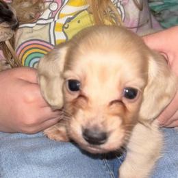 Anarky - Cream male Dachshund puppy in Cattaraugus County, New York from H&C’s Dachshunds and Retrievers
