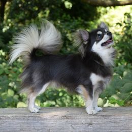 Lupo - Chihuahua