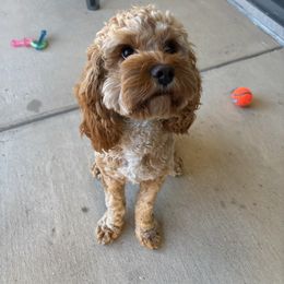 Assorted Doodle Crosses, Aussiedoodle, and Cockapoo Puppies from Phamily Doodles