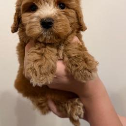 Indie - Gold male Australian Labradoodle puppy in Denton, Texas from Liberty Hill Labradoodles