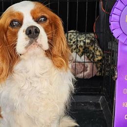 Louie - Cavalier King Charles Spaniel