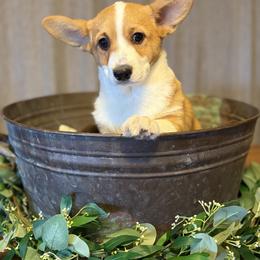 Erica Sinclair - Red female Pembroke Welsh Corgi puppy in Olathe, Colorado from Rocking LJ Breeding