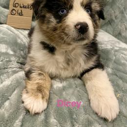 Dicey - Blue merle female Australian Shepherd puppy in Wisconsin Dells, Wisconsin from Nicara kennel