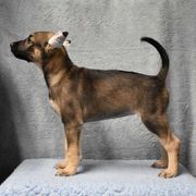 Cerviche - Bronze Xoloitzcuintli puppy in Georgia from Tailwynd Kennels