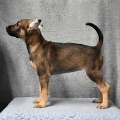 Cerviche - Bronze Xoloitzcuintli puppy in Georgia from Tailwynd Kennels