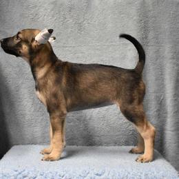 Cerviche - Bronze Xoloitzcuintli puppy in Georgia from Tailwynd Kennels