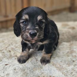 Rosey - Black and cream female Dachshund puppy in Anaconda, Montana from Montana Country Dachshunds