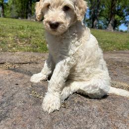 Goldendoodle Puppies from Winchester Doodles