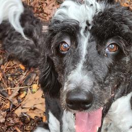 Cosette - Aussiedoodle