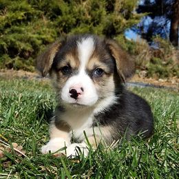 Pembroke Welsh Corgi Puppies from Iron Moss Ranch