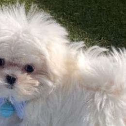 Maltese and Yorkshire Terriers from Pooch Perfect Puppies