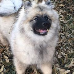 Keeshond Puppies from StarStruck Keeshonden