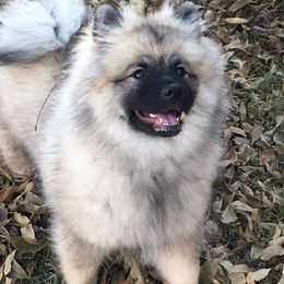 Keeshond Puppies from StarStruck Keeshonden