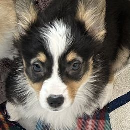 Nova - Black and tan American Corgi puppy in Hopkinsville, Kentucky from Pardon My French Corgis