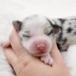 Poetic - Blue merle female Toy Australian Shepherd puppy in Chickasha, Oklahoma from Rustic Lace