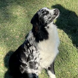 Murphy - Australian Shepherd