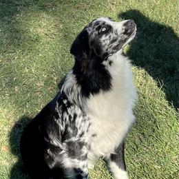 Murphy - Australian Shepherd