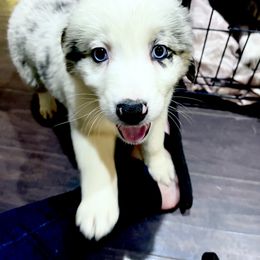 Australian Shepherd Puppies from Discovery Hill Australian Shepherds