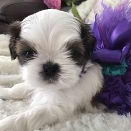 Shih Tzus from DuCiel Shih Tzu