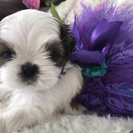Shih Tzus from DuCiel Shih Tzu