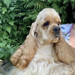 Ruby - Cocker Spaniel