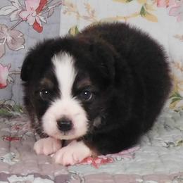 Coal - Blue tri male Toy Australian Shepherd puppy in Okeana, Ohio from Fetching Toy Aussies