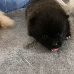 Pomeranian Puppies from Lucky Poms of Los Angeles