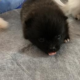 Pomeranian Puppies from Lucky Poms of Los Angeles