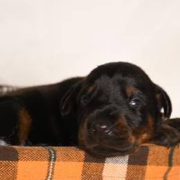 Boy 5 - Black and rust male Doberman Pinscher puppy in Overton, Texas from Obsidian Kennel