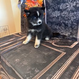 Violet - Black and white female Pomsky puppy in Bucyrus, Missouri from Hill Top Pomskies