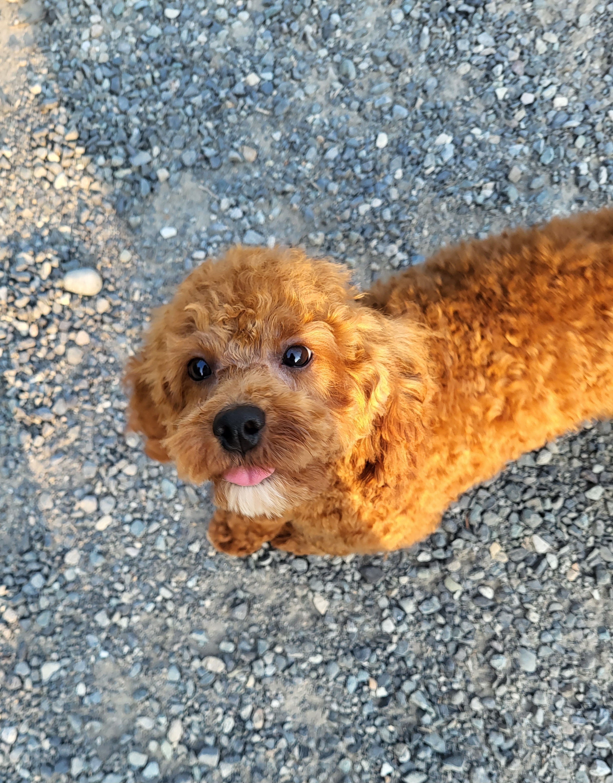 Assorted Doodle Crosses, Cavapoo, Labradoodle, Maltese, and Poodle Puppies from Fluffy Fawn